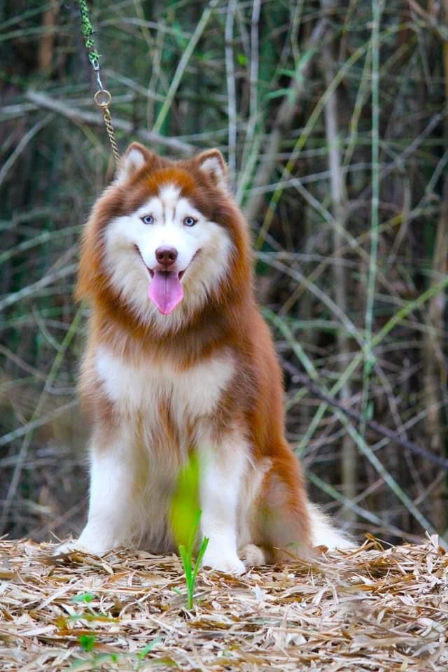 DogsIndia.com - Siberian Husky - Dr. Taranath
