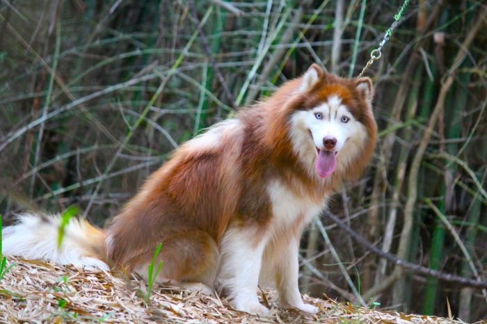 DogsIndia.com - Siberian Husky - Dr. Taranath