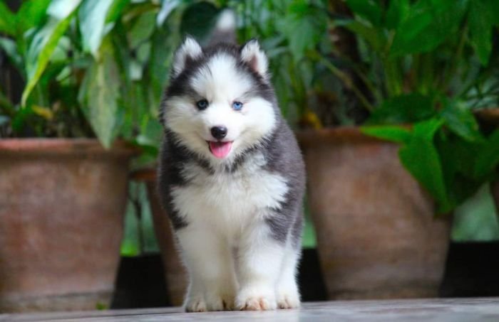 DogsIndia.com - Siberian Husky - Dr. Taranath