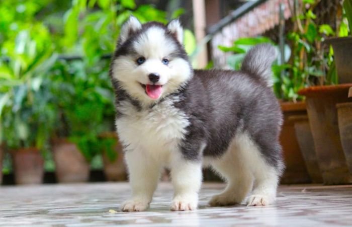 DogsIndia.com - Siberian Husky - Dr. Taranath