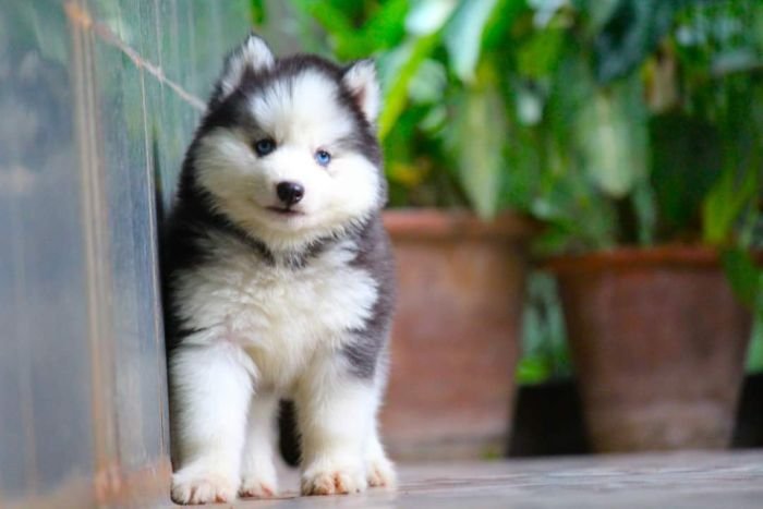 DogsIndia.com - Siberian Husky - Dr. Taranath