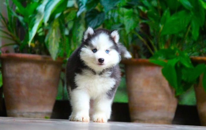 DogsIndia.com - Siberian Husky - Dr. Taranath