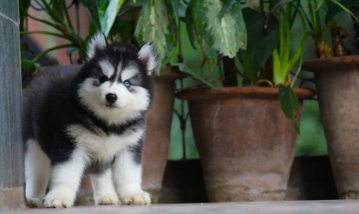 DogsIndia.com - Siberian Husky - Dr. Taranath
