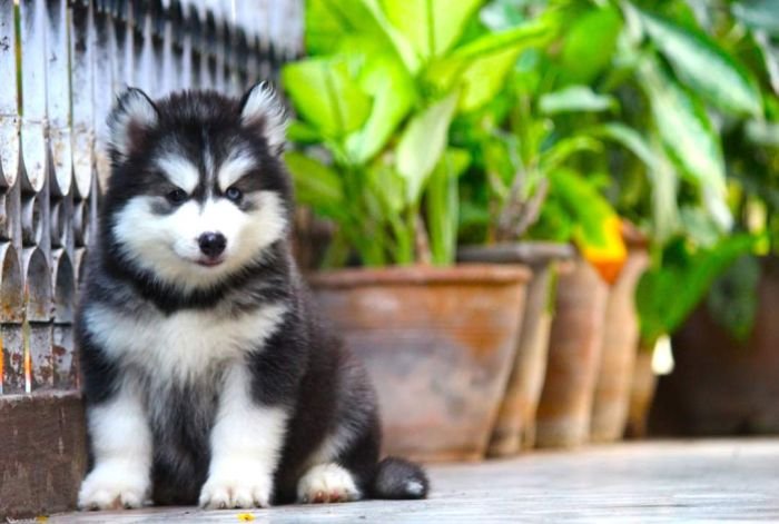 DogsIndia.com - Siberian Husky - Dr. Taranath