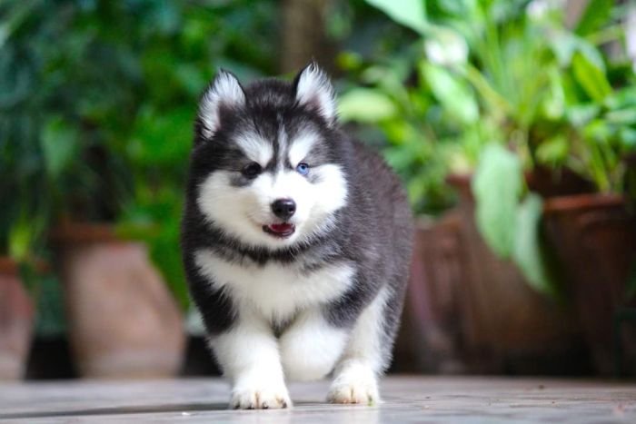 DogsIndia.com - Siberian Husky - Dr. Taranath