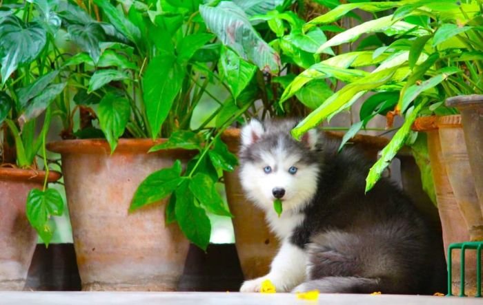 DogsIndia.com - Siberian Husky - Dr. Taranath