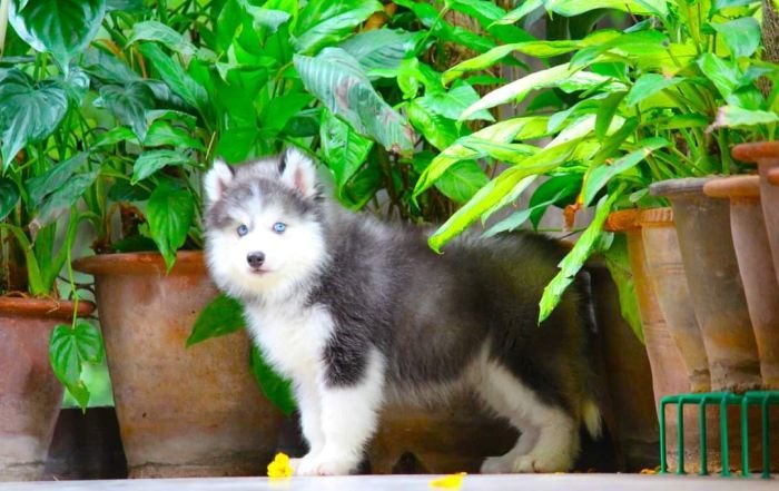 DogsIndia.com - Siberian Husky - Dr. Taranath