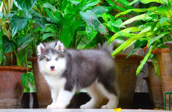 DogsIndia.com - Siberian Husky - Dr. Taranath