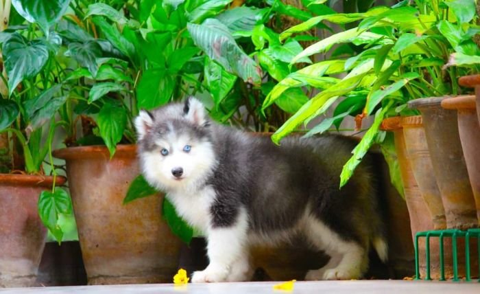 DogsIndia.com - Siberian Husky - Dr. Taranath