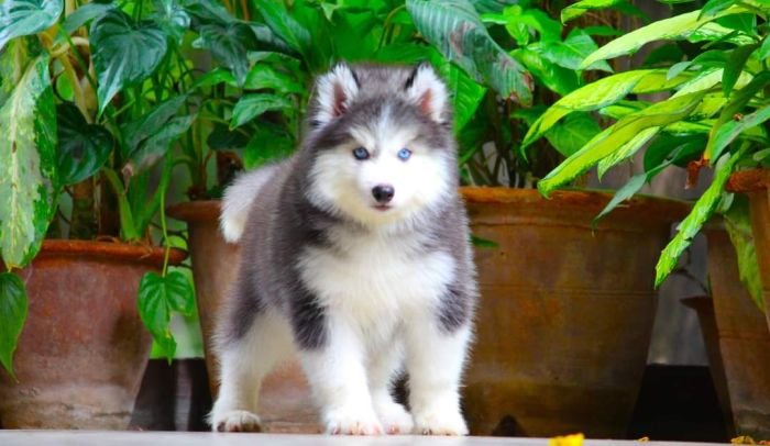 DogsIndia.com - Siberian Husky - Dr. Taranath