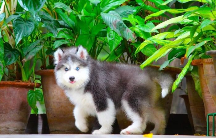 DogsIndia.com - Siberian Husky - Dr. Taranath