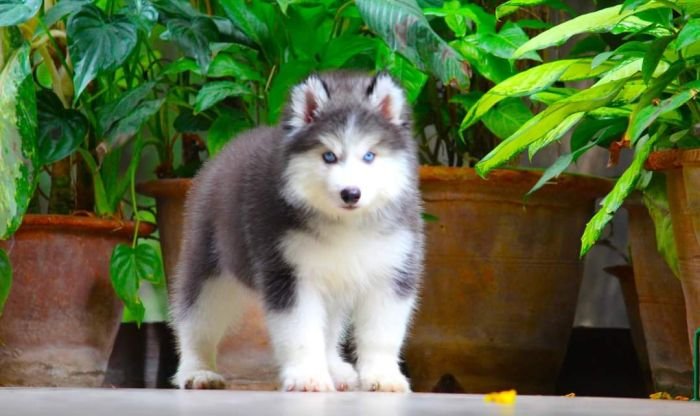DogsIndia.com - Siberian Husky - Dr. Taranath