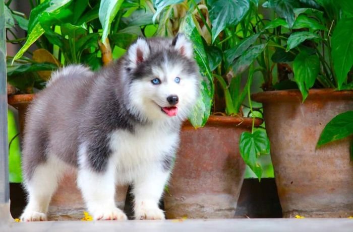 DogsIndia.com - Siberian Husky - Dr. Taranath