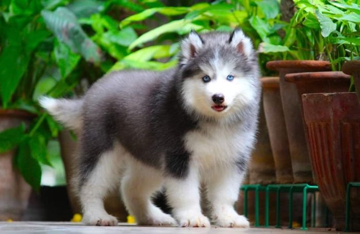 DogsIndia.com - Siberian Husky - Dr. Taranath