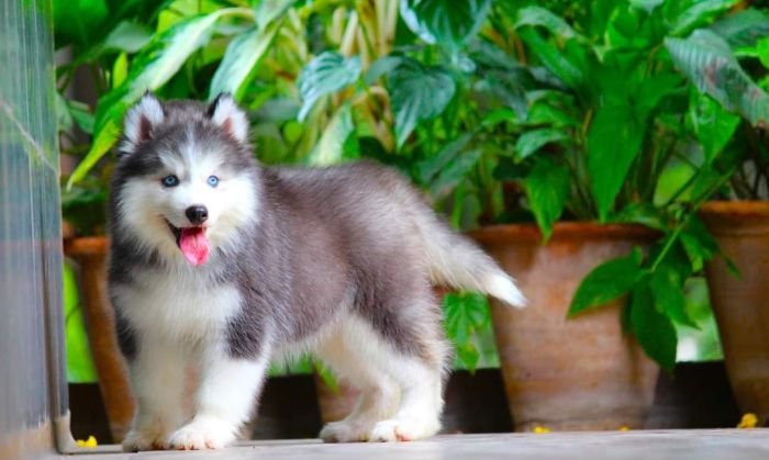 DogsIndia.com - Siberian Husky - Dr. Taranath