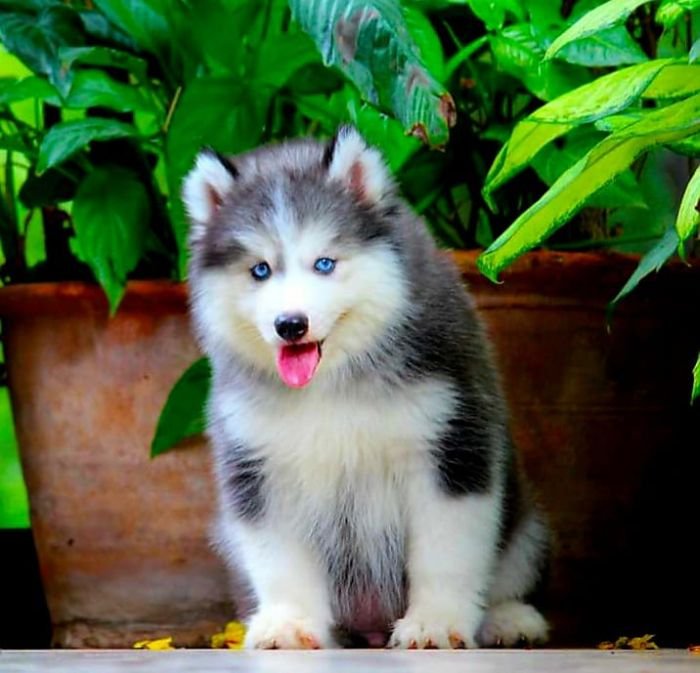 DogsIndia.com - Siberian Husky - Dr. Taranath