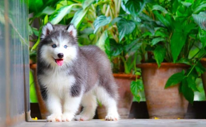 DogsIndia.com - Siberian Husky - Dr. Taranath