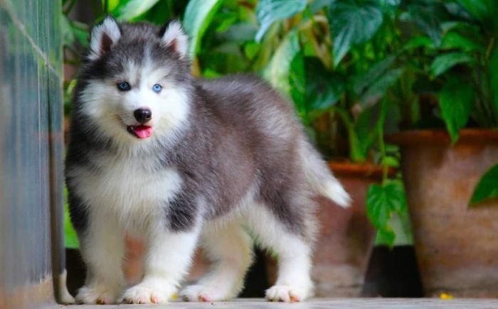 DogsIndia.com - Siberian Husky - Dr. Taranath