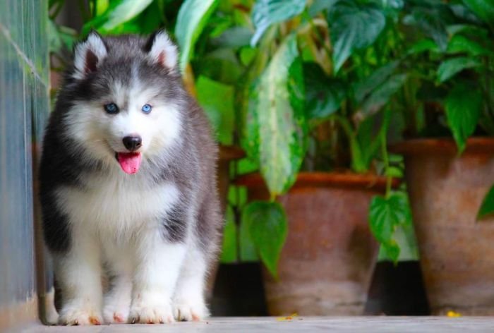 DogsIndia.com - Siberian Husky - Dr. Taranath