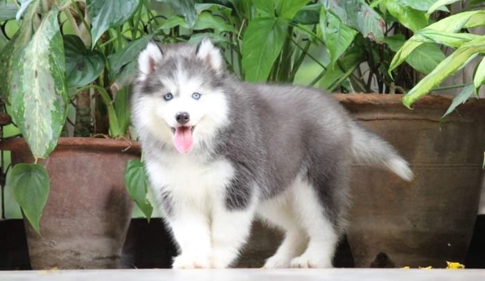 DogsIndia.com - Siberian Husky - Dr. Taranath