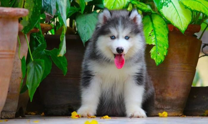 DogsIndia.com - Siberian Husky - Dr. Taranath