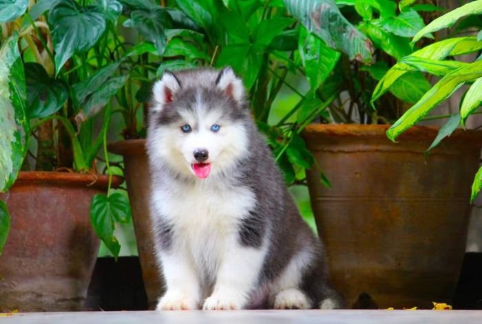 DogsIndia.com - Siberian Husky - Dr. Taranath