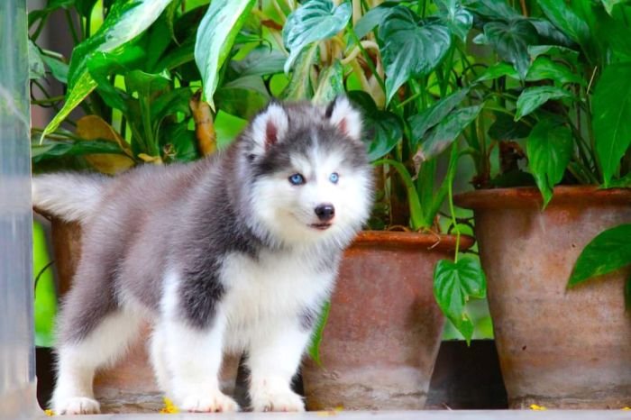 DogsIndia.com - Siberian Husky - Dr. Taranath