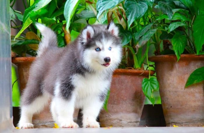 DogsIndia.com - Siberian Husky - Dr. Taranath