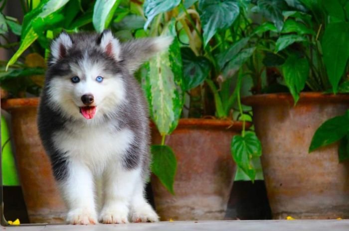DogsIndia.com - Siberian Husky - Dr. TaranathDogsIndia.com - Siberian Husky - Dr. Taranath