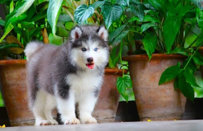 DogsIndia.com - Siberian Husky - Dr. Taranath
