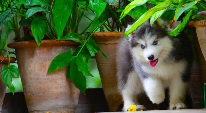 DogsIndia.com - Siberian Husky - Dr. Taranath