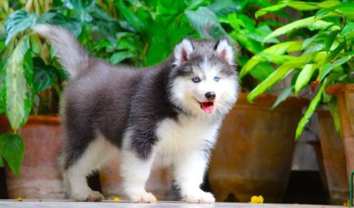 DogsIndia.com - Siberian Husky - Dr. Taranath