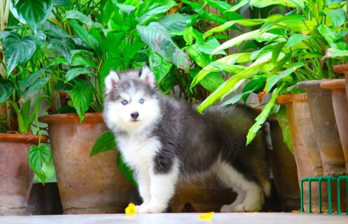 DogsIndia.com - Siberian Husky - Dr. Taranath