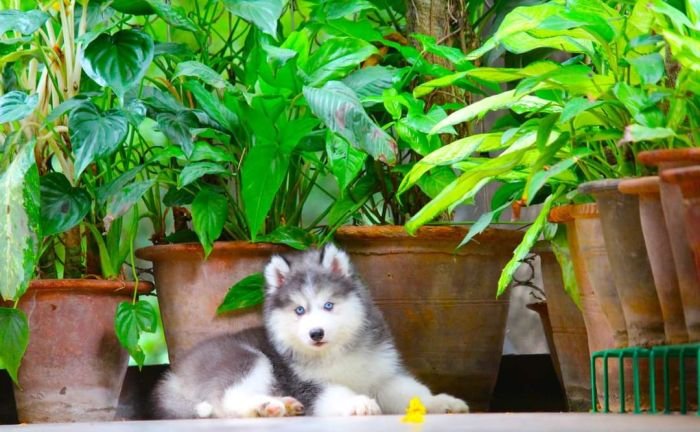 DogsIndia.com - Siberian Husky - Dr. Taranath