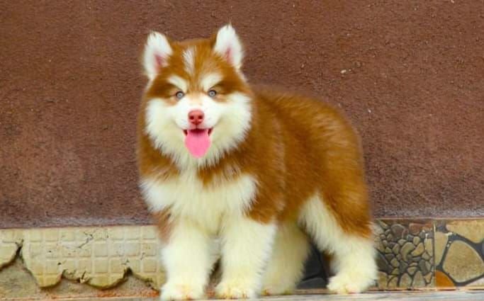 DogsIndia.com - Siberian Husky - Dr. Taranath