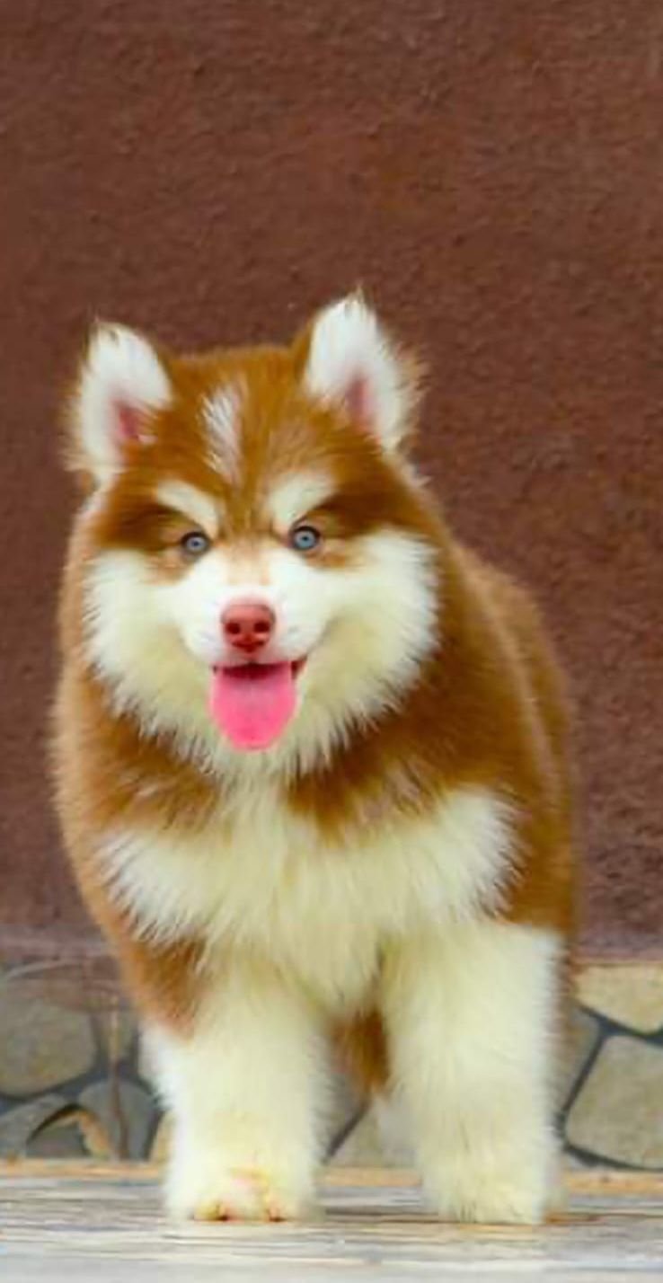 DogsIndia.com - Siberian Husky - Dr. Taranath