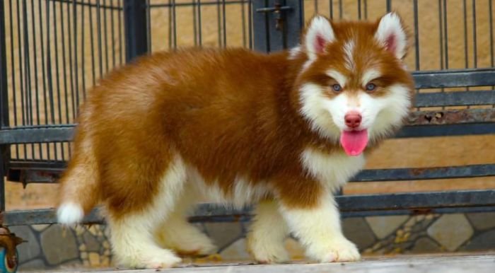 DogsIndia.com - Siberian Husky - Dr. Taranath