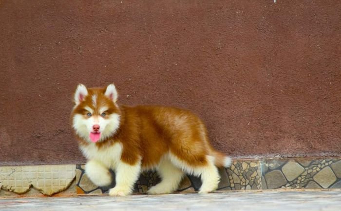 DogsIndia.com - Siberian Husky - Dr. Taranath
