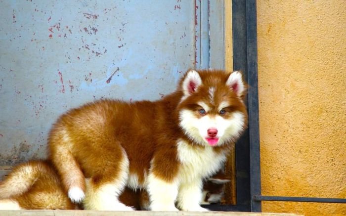 DogsIndia.com - Siberian Husky - Dr. Taranath