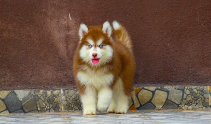 DogsIndia.com - Siberian Husky - Dr. Taranath