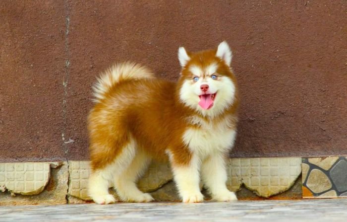 DogsIndia.com - Siberian Husky - Dr. Taranath