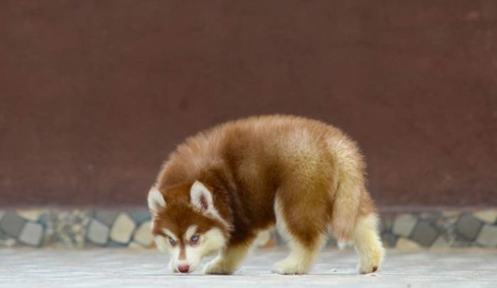 DogsIndia.com - Siberian Husky - Dr. Taranath