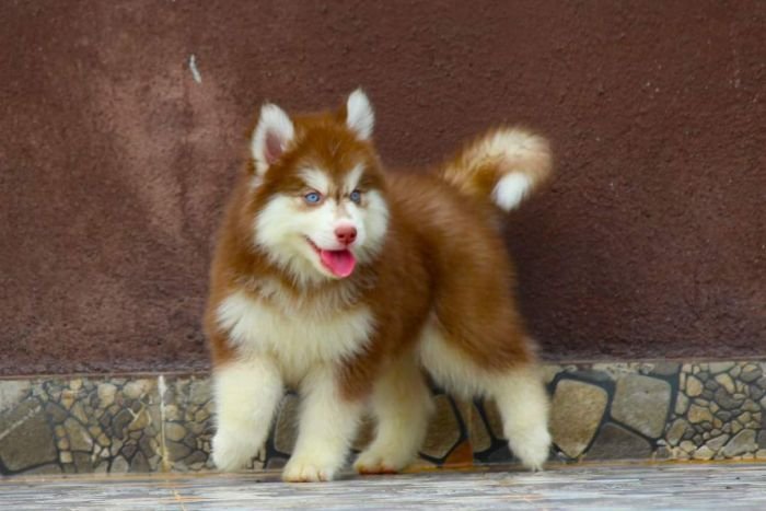 DogsIndia.com - Siberian Husky - Dr. Taranath