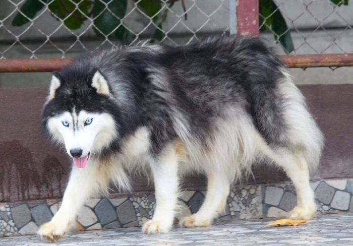 DogsIndia.com Siberian Husky Dr. Taranath