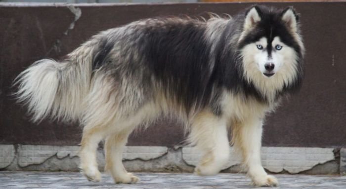 DogsIndia.com Siberian Husky Dr. Taranath