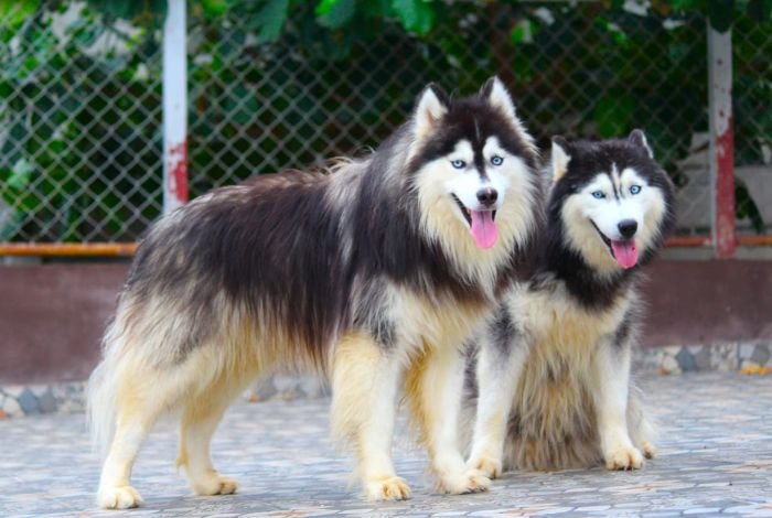 DogsIndia.com Siberian Husky Dr. Taranath