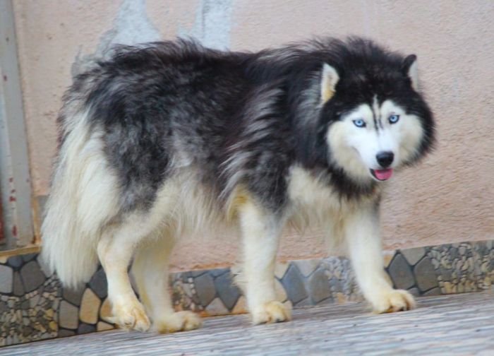 DogsIndia.com Siberian Husky Dr. Taranath