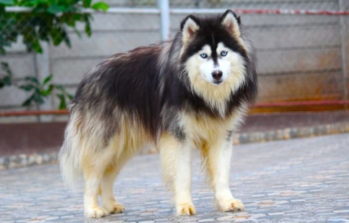DogsIndia.com Siberian Husky Dr. Taranath