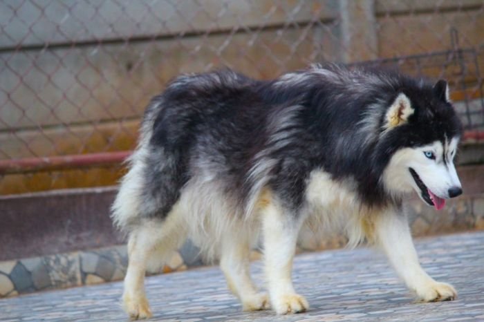DogsIndia.com Siberian Husky Dr. Taranath
