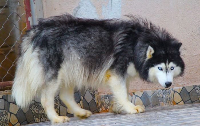 DogsIndia.com Siberian Husky Dr. Taranath